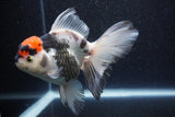 Thai Oranda  Tricolor 6 Inch (ID#1101To6b-107)