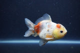 Yuan Bao Oranda  Calico 4 Inch (ID#1217Yb10b-69) Free2Day SHIPPING