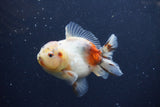 Yuan Bao Oranda  Calico 4 Inch (ID#1217Yb10b-69) Free2Day SHIPPING