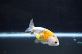 Baby Ranchu  Calico 2.5 Inch (ID#1011R9c-55) Free2Day SHIPPING