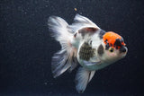 Thai Oranda  Tricolor 6 Inch (ID#1101To6b-107)