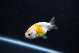 Baby Ranchu  Calico 2.5 Inch (ID#1011R9c-55) Free2Day SHIPPING