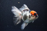 Thai Oranda  Tricolor 6 Inch (ID#1101To6b-107)