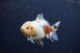 Yuan Bao Oranda  Calico 4 Inch (ID#1217Yb10b-69) Free2Day SHIPPING