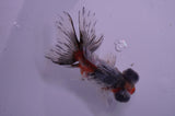 Butterfly  Calico 3.5 Inch (ID#404B8b-35) Free2Day SHIPPING