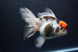 Thai Oranda  Tricolor 6 Inch (ID#1101To6b-107)