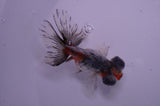 Butterfly  Calico 3.5 Inch (ID#404B8b-35) Free2Day SHIPPING