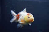 Yuan Bao Oranda  Calico 4 Inch (ID#1217Yb10b-69) Free2Day SHIPPING