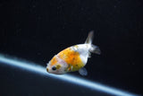 Baby Ranchu  Calico 2.5 Inch (ID#1011R9c-55) Free2Day SHIPPING