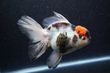 Thai Oranda  Tricolor 6 Inch (ID#1101To6b-107)