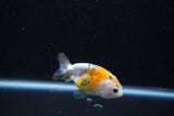 Baby Ranchu  Calico 2.5 Inch (ID#1011R9c-55) Free2Day SHIPPING