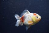 Yuan Bao Oranda  Calico 4 Inch (ID#1217Yb10b-69) Free2Day SHIPPING