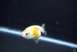 Baby Ranchu  Calico 2.5 Inch (ID#1011R9c-55) Free2Day SHIPPING