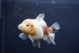 Yuan Bao Oranda  Calico 4 Inch (ID#1217Yb10b-69) Free2Day SHIPPING