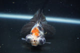 Butterfly  Calico 4 Inch (ID#404B8b-36) Free2Day SHIPPING