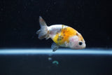 Baby Ranchu  Calico 2.5 Inch (ID#1011R9c-55) Free2Day SHIPPING