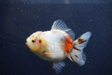 Yuan Bao Oranda  Calico 4 Inch (ID#1217Yb10b-69) Free2Day SHIPPING