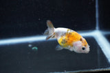 Baby Ranchu  Calico 2.5 Inch (ID#1011R9c-55) Free2Day SHIPPING