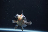 Butterfly  Calico 4 Inch (ID#404B8b-36) Free2Day SHIPPING