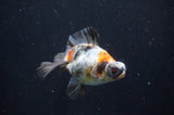 Butterfly  Calico 4 Inch (ID#404B8b-36) Free2Day SHIPPING