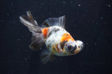 Butterfly  Calico 4 Inch (ID#404B8b-36) Free2Day SHIPPING