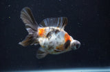 Butterfly  Calico 4 Inch (ID#404B8b-36) Free2Day SHIPPING