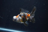 Butterfly  Calico 4 Inch (ID#404B8b-36) Free2Day SHIPPING