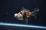 Butterfly  Calico 4 Inch (ID#404B8b-36) Free2Day SHIPPING