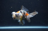 Butterfly  Calico 4 Inch (ID#404B8b-36) Free2Day SHIPPING