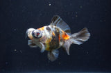 Butterfly  Calico 4 Inch (ID#404B8b-36) Free2Day SHIPPING