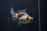 Butterfly  Calico 4 Inch (ID#404B8b-36) Free2Day SHIPPING