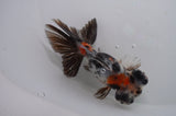 Butterfly  Calico 4 Inch (ID#404B8b-36) Free2Day SHIPPING