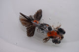 Butterfly  Calico 4 Inch (ID#404B8b-36) Free2Day SHIPPING