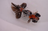 Butterfly  Calico 4 Inch (ID#404B8b-36) Free2Day SHIPPING