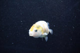 Baby Ranchu  Calico 2.5 Inch (ID#1011R9c-57) Free2Day SHIPPING