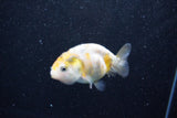 Baby Ranchu  Calico 2.5 Inch (ID#1011R9c-57) Free2Day SHIPPING