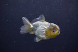 Yuan Bao Oranda  Blue 3.5 Inch (ID#1217Yb10b-71) Free2Day SHIPPING