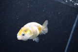 Baby Ranchu  Calico 2.5 Inch (ID#1011R9c-57) Free2Day SHIPPING