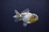 Yuan Bao Oranda  Blue 3.5 Inch (ID#1217Yb10b-71) Free2Day SHIPPING