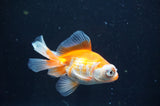 Butterfly  Red White 3 Inch (ID#404B8b-37) Free2Day SHIPPING