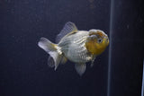 Yuan Bao Oranda  Blue 3.5 Inch (ID#1217Yb10b-71) Free2Day SHIPPING