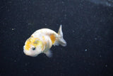 Baby Ranchu  Calico 2.5 Inch (ID#1011R9c-57) Free2Day SHIPPING