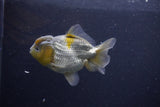 Yuan Bao Oranda  Blue 3.5 Inch (ID#1217Yb10b-71) Free2Day SHIPPING