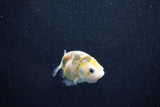 Baby Ranchu  Calico 2.5 Inch (ID#1011R9c-57) Free2Day SHIPPING