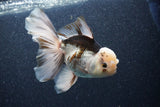 Thai Oranda  Panda 6 Inch (ID#1101To6b-109)