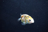 Baby Ranchu  Calico 2.5 Inch (ID#1011R9c-57) Free2Day SHIPPING