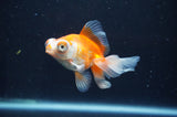 Butterfly  Red White 3 Inch (ID#404B8b-37) Free2Day SHIPPING