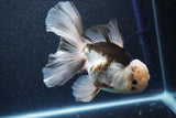 Thai Oranda  Panda 6 Inch (ID#1101To6b-109)