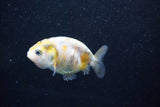 Baby Ranchu  Calico 2.5 Inch (ID#1011R9c-57) Free2Day SHIPPING