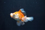 Butterfly  Red White 3 Inch (ID#404B8b-37) Free2Day SHIPPING